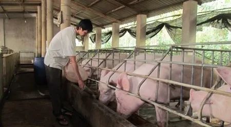 養(yǎng)殖場臭味難治理？潔匠凈化幫您輕松解決！.jpg