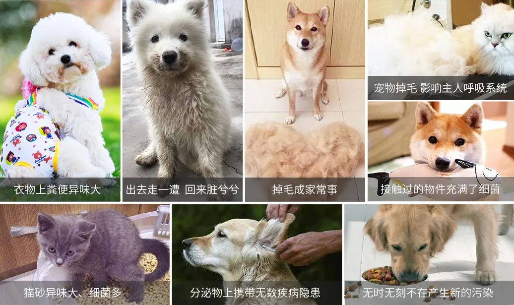 寵物氣味彌漫整個(gè)屋子，潔匠凈化教您如何除味.jpg